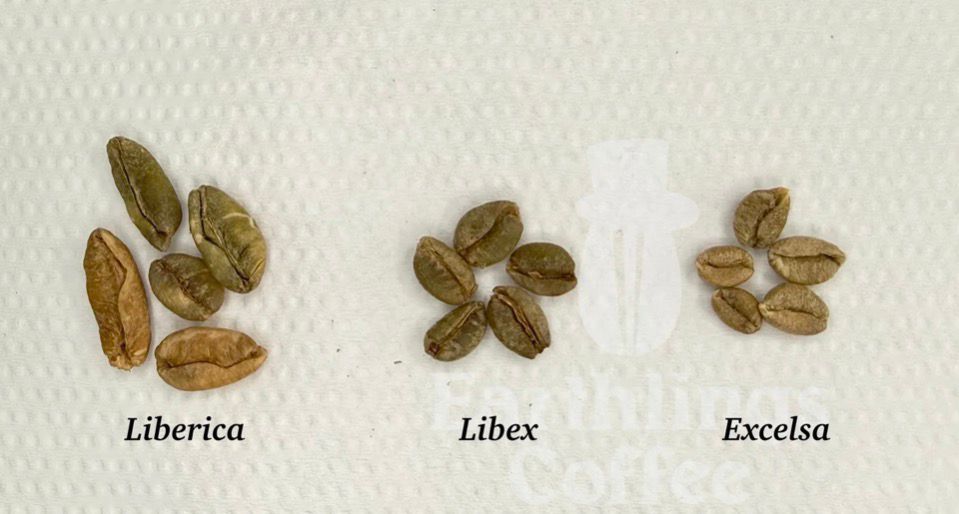 Ben Lie Coffee Farm
